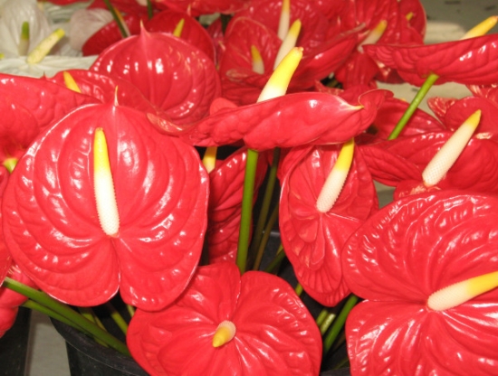 紅掌花的養(yǎng)殖方法和注意事項:喜濕潤環(huán)境,忌日光直射 紅掌花的養(yǎng)殖方法和注意事項:喜濕潤環(huán)境,忌日光直射