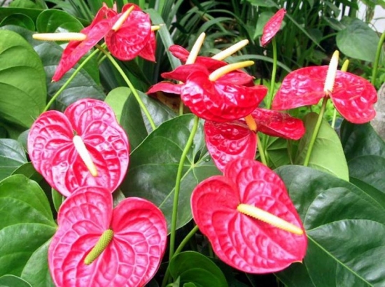 紅掌花的養(yǎng)殖方法和注意事項:喜濕潤環(huán)境,忌日光直射 紅掌花的養(yǎng)殖方法和注意事項:喜濕潤環(huán)境,忌日光直射