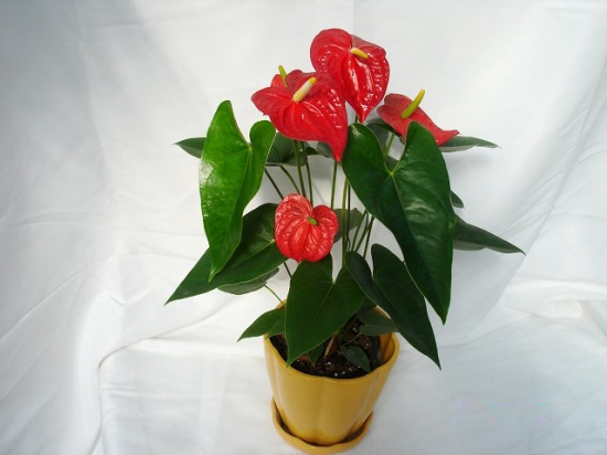 紅掌花的養(yǎng)殖方法和注意事項:喜濕潤環(huán)境,忌日光直射 紅掌花的養(yǎng)殖方法和注意事項:喜濕潤環(huán)境,忌日光直射