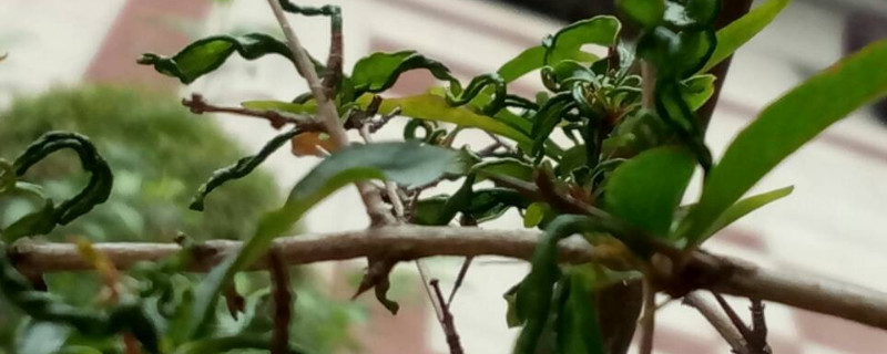 石榴花換盆注意事項(xiàng) 石榴花換盆注意事項(xiàng)