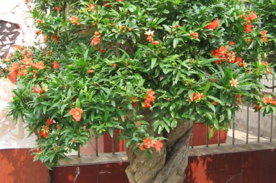 石榴花換盆注意事項(xiàng) 石榴花換盆注意事項(xiàng)