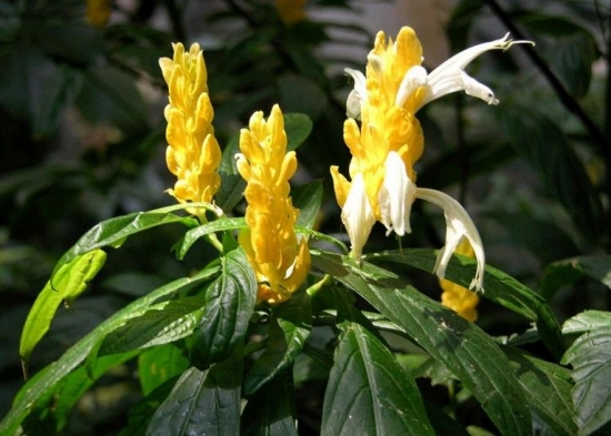 金苞蝦衣花的花期：只要溫度適宜，一年四季均可開(kāi)花