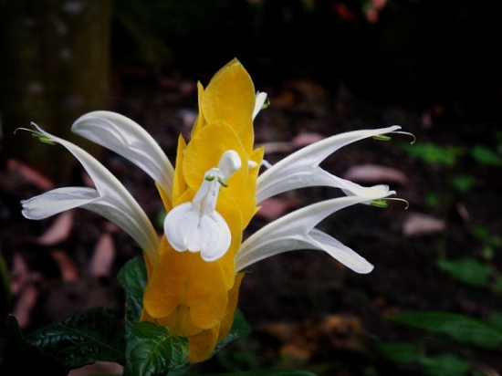 金苞蝦衣花的花期：只要溫度適宜，一年四季均可開(kāi)花