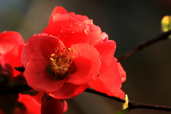 海棠花的花語 海棠花的花語