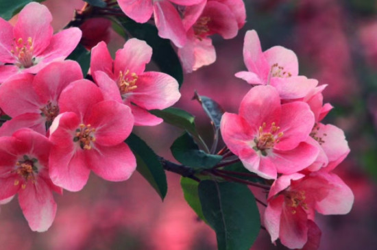 海棠花的花語 海棠花的花語