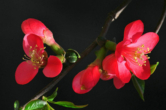 海棠花的花語 海棠花的花語