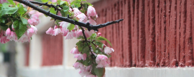 海棠花的花語 海棠花的花語