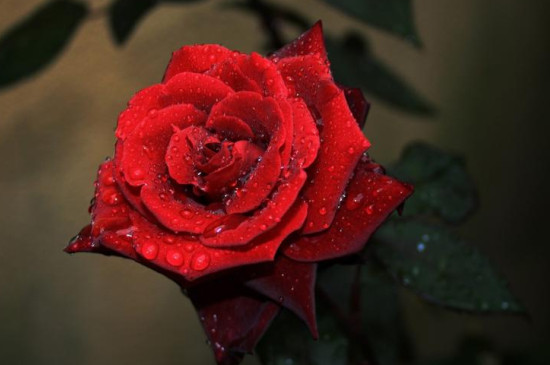 紅色玫瑰花的花語(yǔ)是什么 紅色玫瑰花的花語(yǔ)是什么