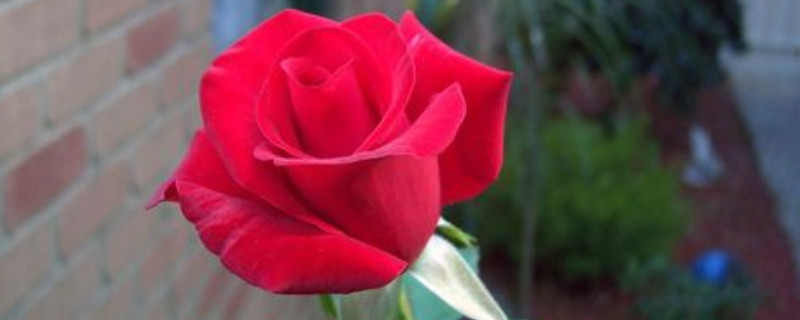 紅色玫瑰花的花語(yǔ)是什么 紅色玫瑰花的花語(yǔ)是什么