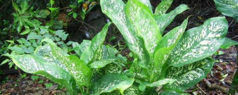 花葉萬年青有毒嗎 可以室內養(yǎng)嗎 花葉萬年青有毒嗎 可以室內養(yǎng)嗎