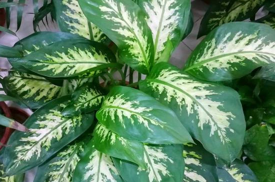 花葉萬年青有毒嗎 可以室內養(yǎng)嗎 花葉萬年青有毒嗎 可以室內養(yǎng)嗎