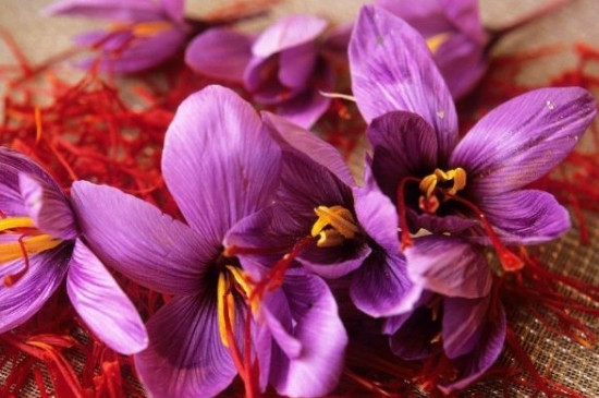 藏紅花開完花后怎么處理 藏紅花開完花后怎么處理