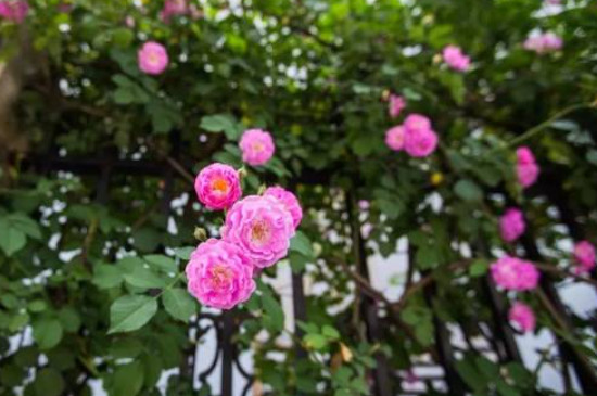 藍薔薇的花語 藍薔薇的花語