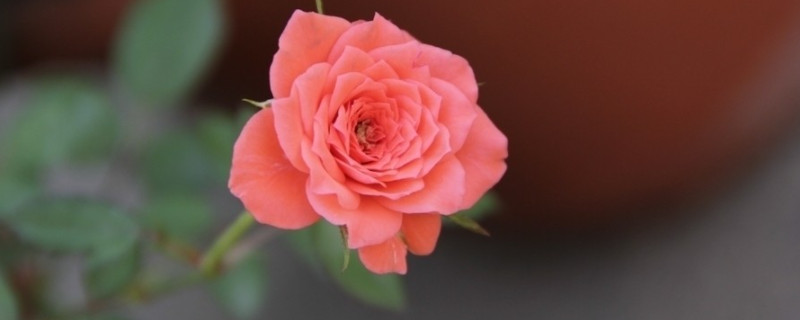 藍薔薇的花語 藍薔薇的花語