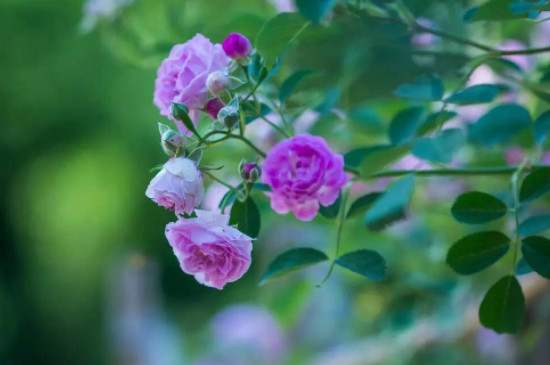 藍薔薇的花語 藍薔薇的花語