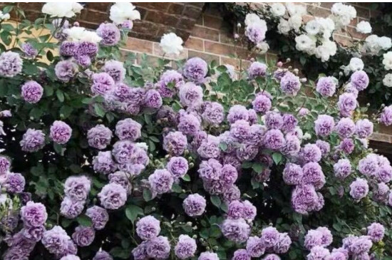 藍薔薇的花語 藍薔薇的花語