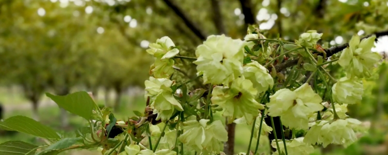 綠色櫻花的花語 綠色櫻花的花語