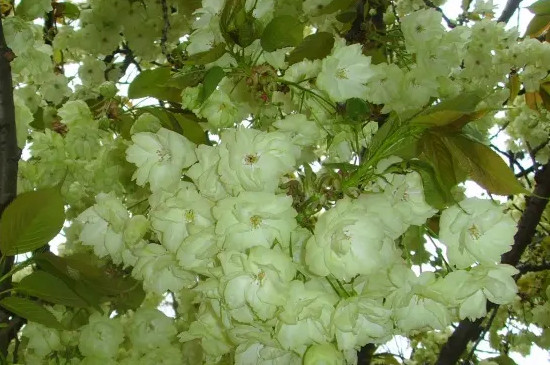 綠色櫻花的花語 綠色櫻花的花語