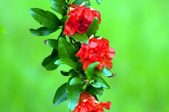 石榴花花語 石榴花花語