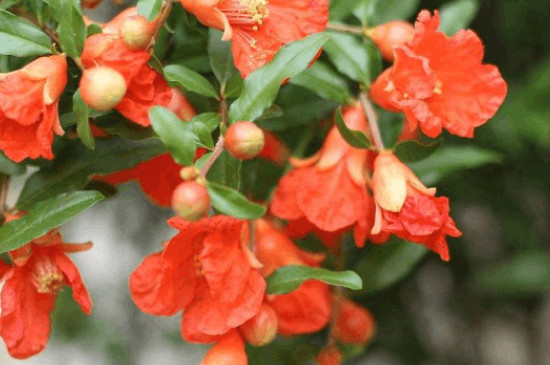 石榴花花語 石榴花花語