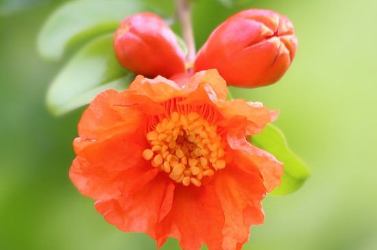 石榴花花語 石榴花花語