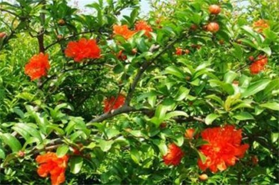 石榴花的食用和藥用價(jià)值，可增加口感并清熱解毒