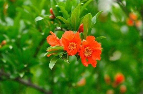 石榴花的食用和藥用價(jià)值，可增加口感并清熱解毒