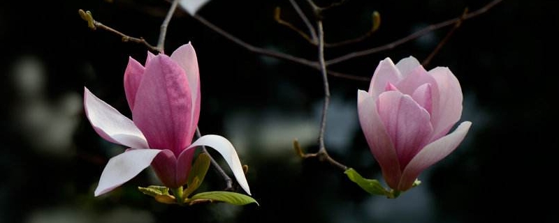 水培玉蘭花的養(yǎng)殖方法和注意事項(xiàng)