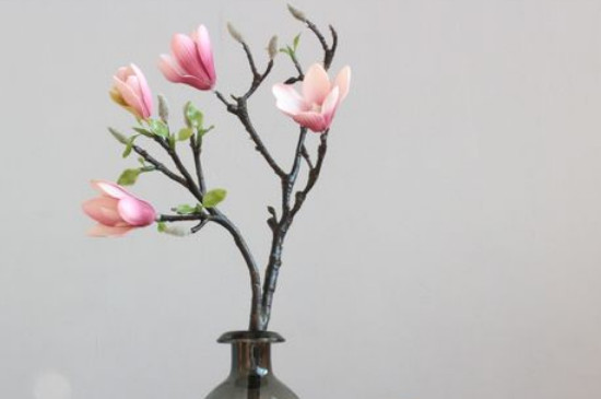 水培玉蘭花的養(yǎng)殖方法和注意事項(xiàng)