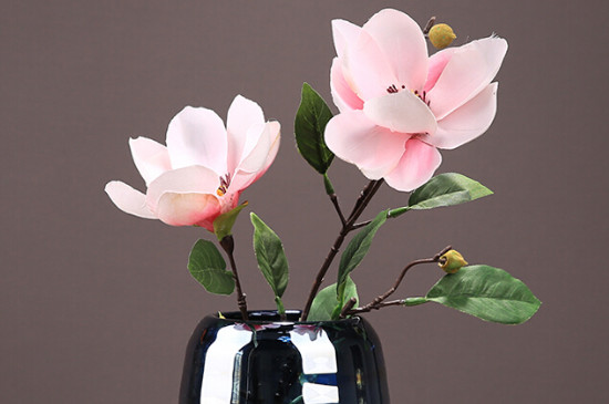 水培玉蘭花的養(yǎng)殖方法和注意事項(xiàng)