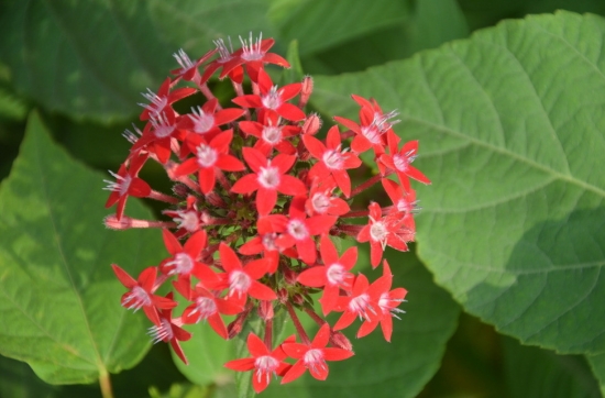 五星花養(yǎng)護(hù)應(yīng)注意些什么 五星花養(yǎng)護(hù)應(yīng)注意些什么