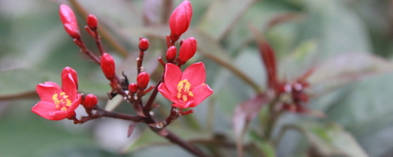 珊瑚花葉子打卷為什么? 珊瑚花葉子打卷為什么?