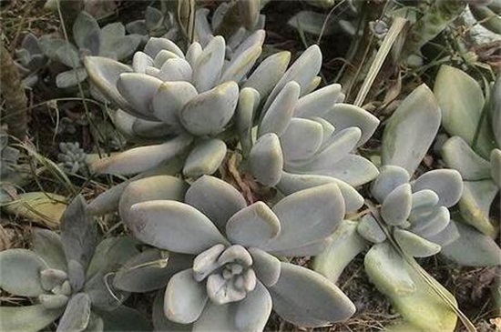 石蓮花有毒嗎，無(wú)毒可放心盆栽養(yǎng)護(hù)