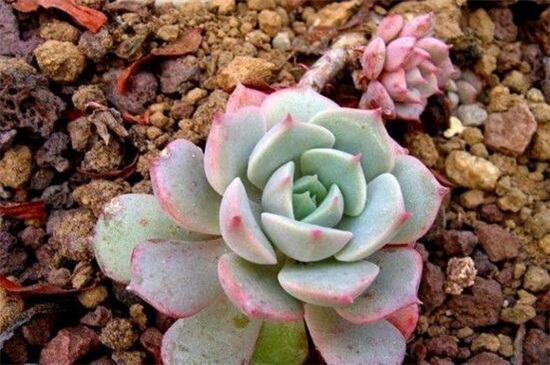 石蓮花有毒嗎，無(wú)毒可放心盆栽養(yǎng)護(hù)