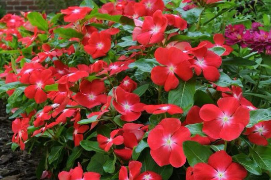 長春花種子在哪