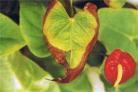 花燭出現(xiàn)葉尖干桔和黃葉怎么辦 花燭出現(xiàn)葉尖干桔和黃葉怎么辦