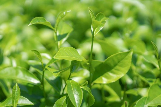 茶葉種植行距和株距 茶葉種植行距和株距