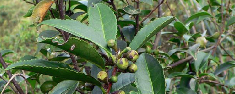 茶葉種植行距和株距 茶葉種植行距和株距
