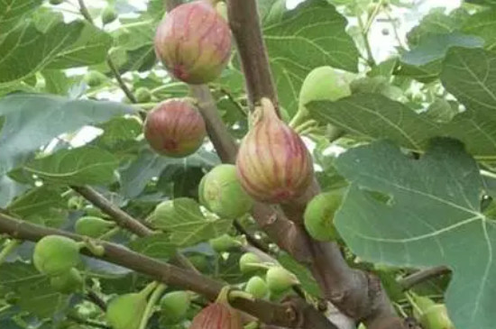 無(wú)花果葉子發(fā)黃是怎么回事 無(wú)花果葉子發(fā)黃是怎么回事