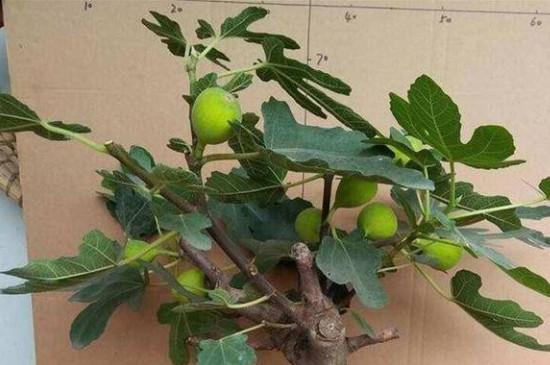無(wú)花果葉子發(fā)黃是怎么回事 無(wú)花果葉子發(fā)黃是怎么回事