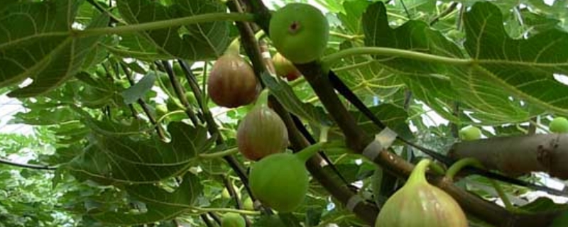 無(wú)花果葉子發(fā)黃是怎么回事 無(wú)花果葉子發(fā)黃是怎么回事