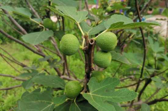 無(wú)花果葉子發(fā)黃是怎么回事 無(wú)花果葉子發(fā)黃是怎么回事