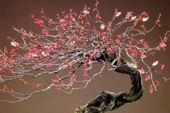 梅花是喬木還是灌木 梅花是喬木還是灌木