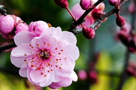 梅花是喬木還是灌木 梅花是喬木還是灌木