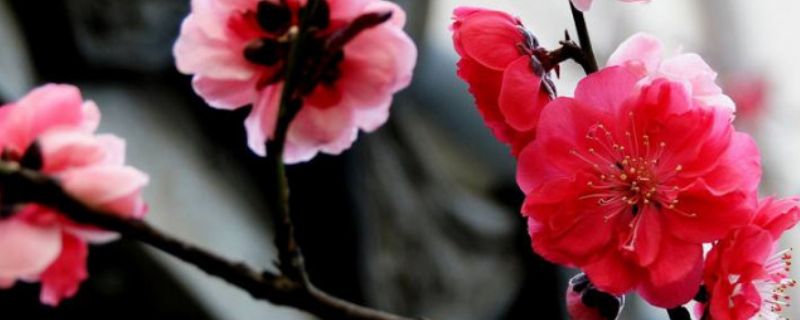 梅花是喬木還是灌木 梅花是喬木還是灌木
