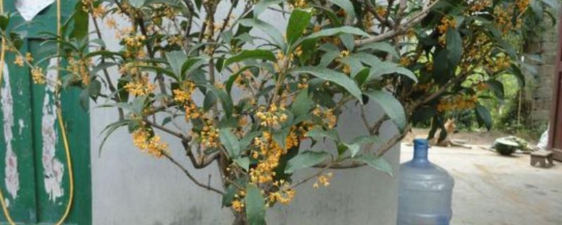 四季桂花的修剪方法 四季桂花的修剪方法