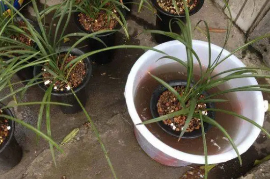 如何栽培蘭花 如何栽培蘭花