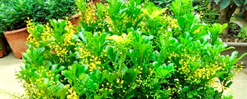 米蘭花葉子發(fā)黃干枯怎么辦 米蘭花葉子發(fā)黃干枯怎么辦