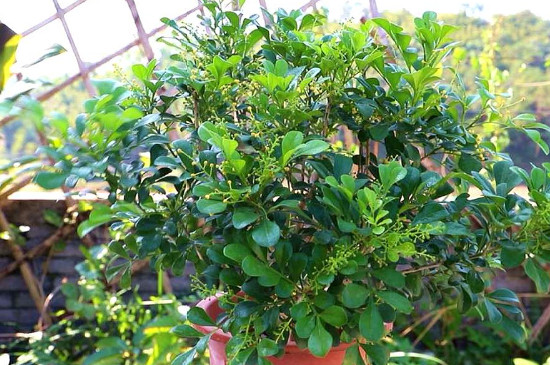 米蘭花葉子發(fā)黃干枯怎么辦 米蘭花葉子發(fā)黃干枯怎么辦