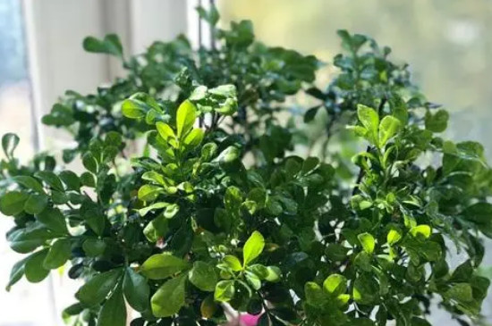 米蘭花葉子發(fā)黃干枯怎么辦 米蘭花葉子發(fā)黃干枯怎么辦
